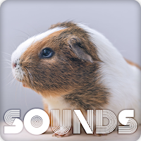 Guinea Pig Sound Ringtones