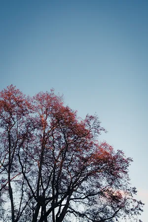 Japan Wallpapers Screenshot 2