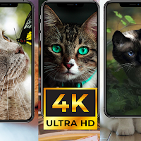 Wallpaper for Cat 4K