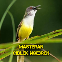 Masteran Ciblek Ngebren