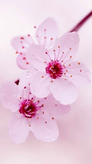 Sakura Wallpapers Screenshot 0