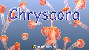 Jellyfish Chrysaora Screenshot 0