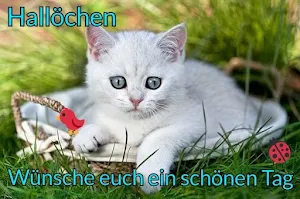 Guten Morgen,Tag, Abend, Nacht Screenshot 2