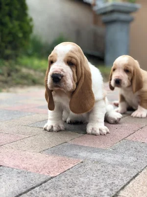 Basset Hound Dog Wallpapers Screenshot 2
