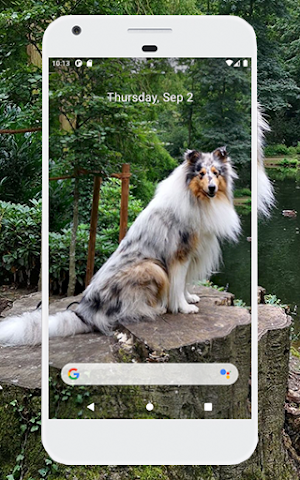 Collie Wallpapers - Papéis de parede Collie Screenshot 2