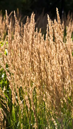 Feather Reed Grass Wallpaper Screenshot 1