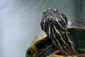 Turtle wallpapers Screenshot 1