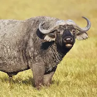 Buffalo Wallpapers