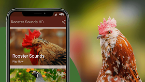 Rooster Sounds - Morning Alarm Sounds Ringtone Screenshot 1
