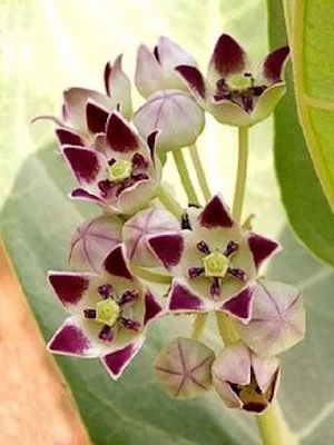 Flowers Screenshot 1