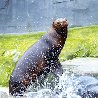 Sea lion sounds
