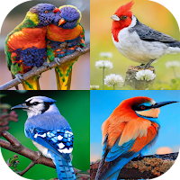 Birds Wallpaper 4K
