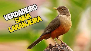 Canto de Sabiá Laranjeira Screenshot 2