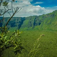 Kenya Forestry
