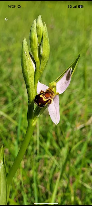 Mon Herbier Screenshot 3
