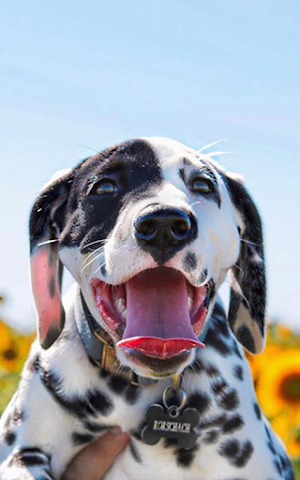 Dalmatian Wallpapers Screenshot 1
