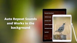 Quail Sounds - Quail Bird Calls Screenshot 3