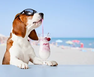 basset hound dog wallpaper HD Screenshot 3