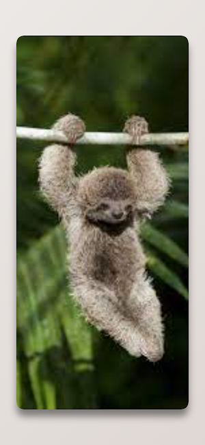 Cute Sloth Wallpaper HD Screenshot 2