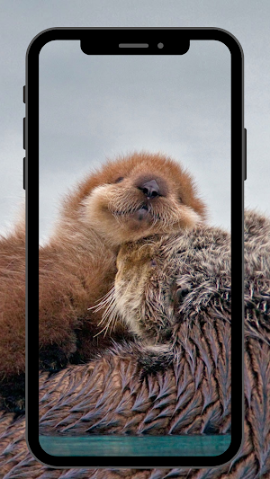 Otter UHD Wallpapers Screenshot 2