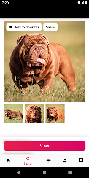 Stud Dog Screenshot 3