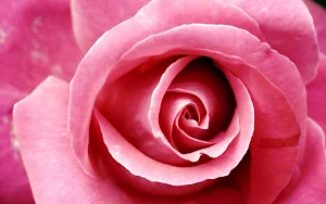 Rose Wallpaper HD Screenshot 3