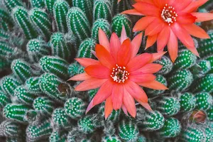 Cactus wallpapers Screenshot 3