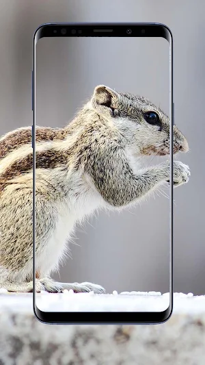Squirrel Wallpapers Screenshot 2
