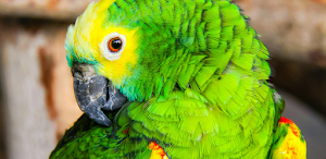 Parrot message ringtone screenshot 4