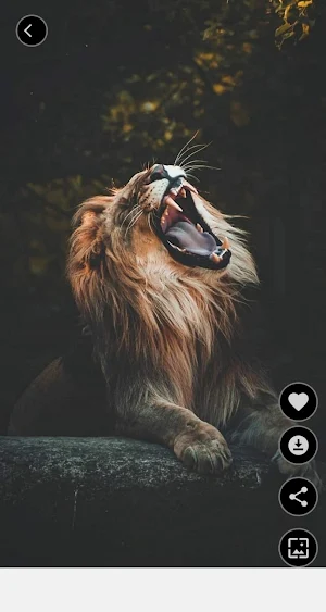 Lions Pictures HD Offine Screenshot 3