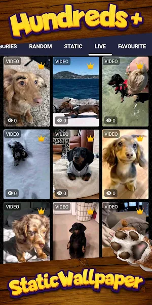 dachshund wallpaper Screenshot 3