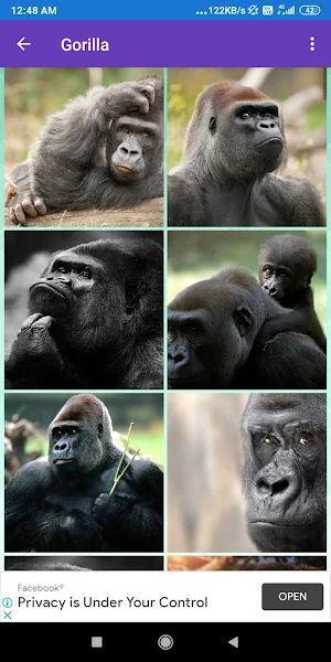 Bonobo, Chimpanzee, Gorilla, Monkey Wallpapers Screenshot 2