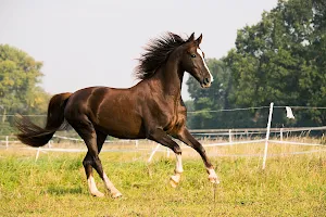 Horse notification sounds screenshot 4