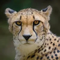 Cheetah Wallpapers HD