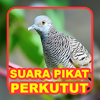 Suara Burung: Kicau Perkutut