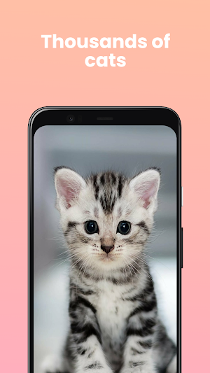 Daily Cat Screenshot 0