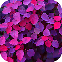 Purple Wallpaper 2023