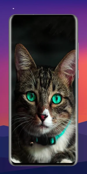 Cats 4K Wallpaper Screenshot 1