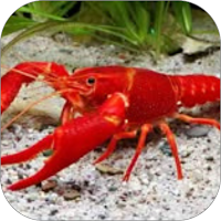 Lobster Wallpaper Yi