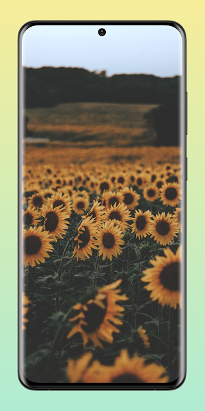 Sunflower Aesthetic Wallpaper Screenshot 2