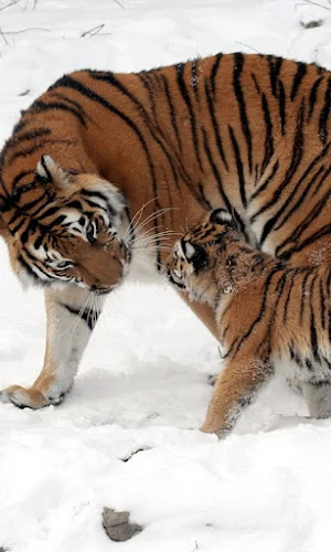 Tiger Wallpapers Screenshot 1