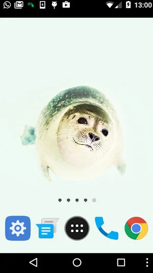 sea lion wallpaper Screenshot 1