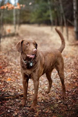 Chesapeake Retriever Wallpaper Screenshot 1