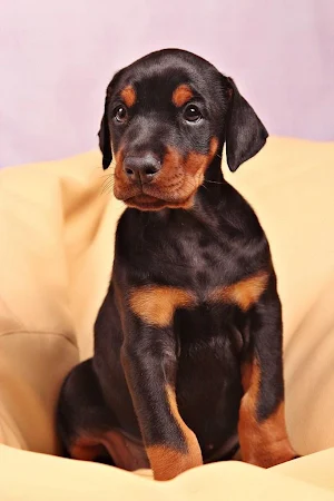 Doberman wallpapers Screenshot 3