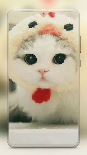 Cute Cat Wallpaper - Kitten Wallpapers Screenshot 2