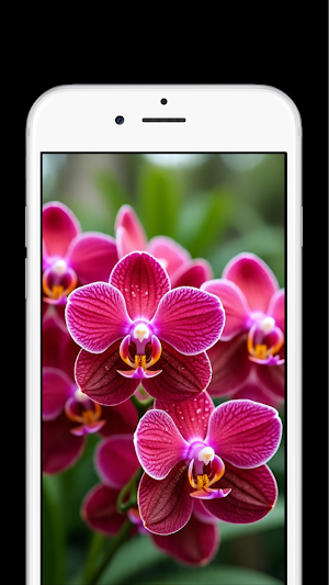 Orchid Flower Wallpapers Screenshot 1