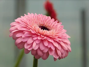 Gerbera wallpapers Screenshot 0