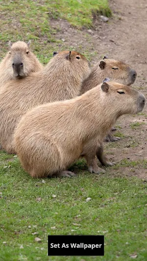 Capybara wallpaper Screenshot 3