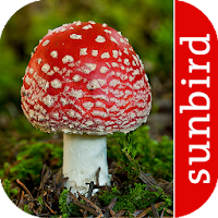 Pilz Id, Die Pilze Sammeln App