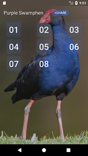 Purple Swamphen Sounds Screenshot 0
